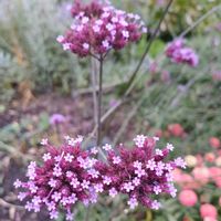 ヤナギハナガサ,サンジャクバーベナ,柳花笠(三尺バーベナ),紫の花,カナダの画像