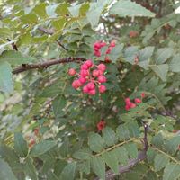 山椒の実,サンショウ,都立薬用植物園の画像
