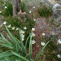 オーニソガラムの画像