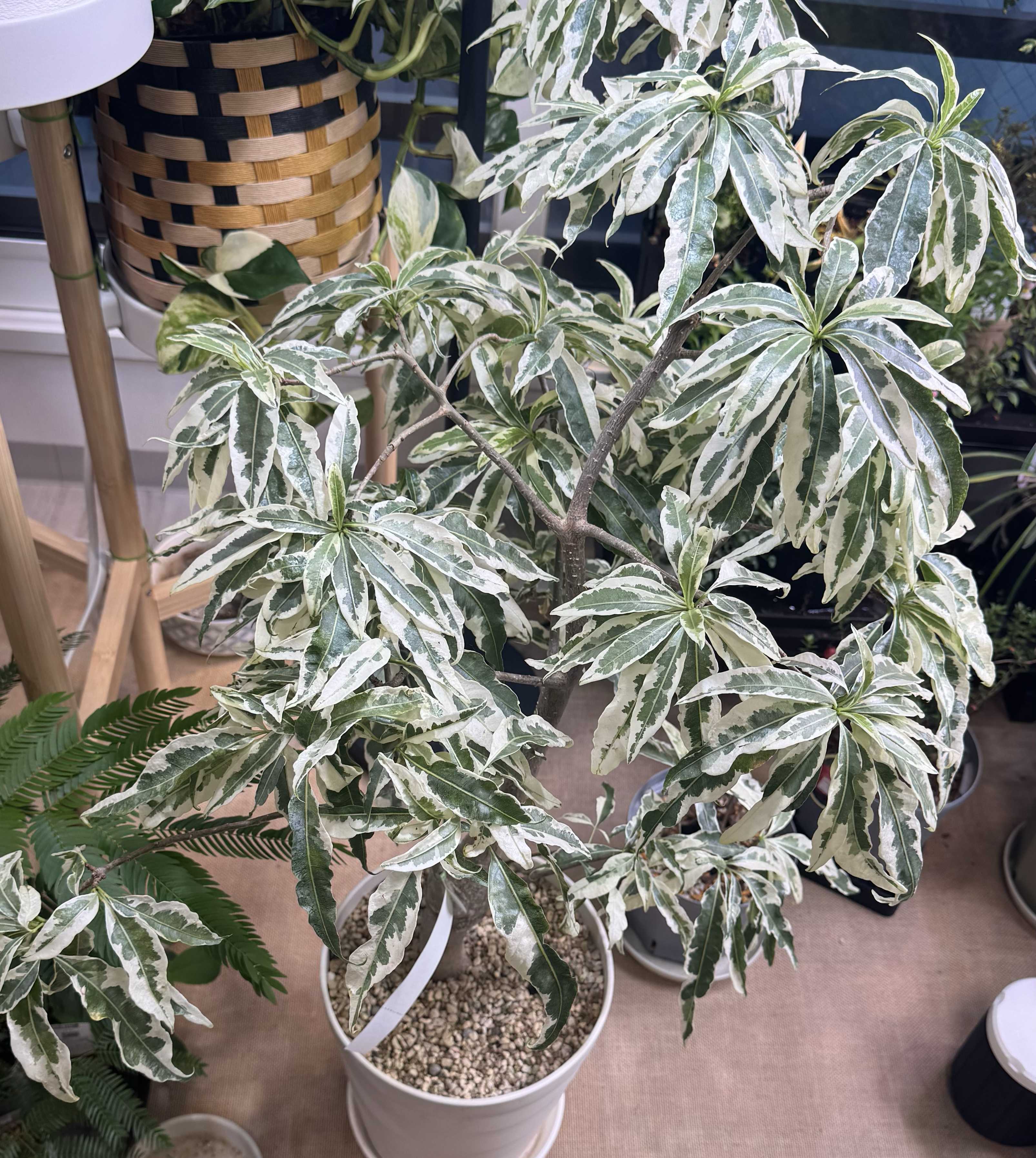 バオバブ斑入りの一覧｜🍀GreenSnap（グリーンスナップ）