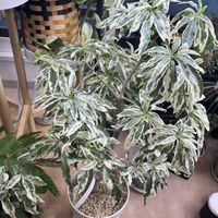 バオバブ,バオバブ斑入りの画像