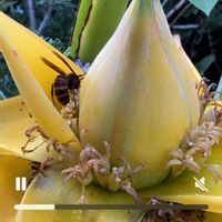 ムシトリスミレ,庭の画像