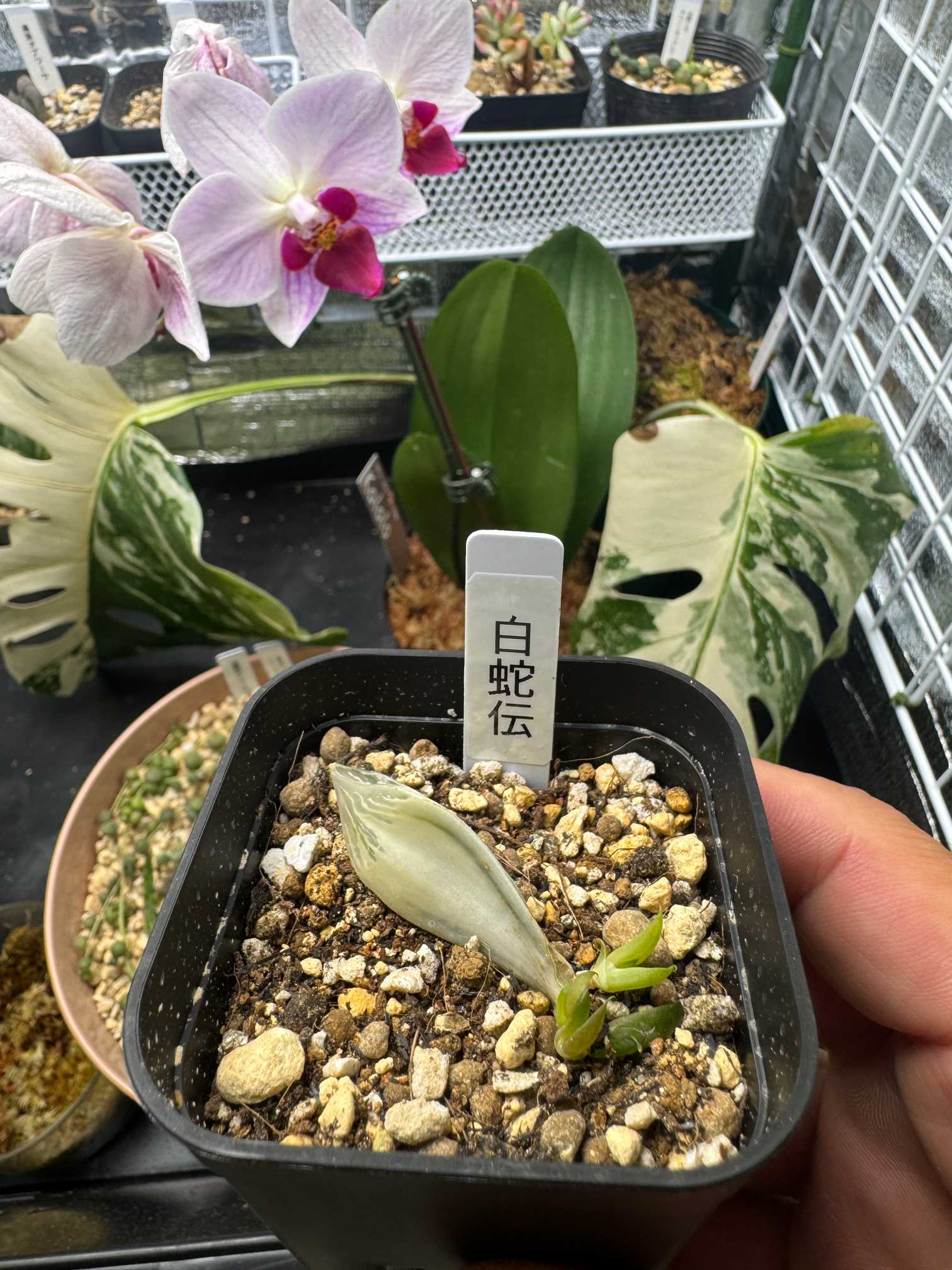 ハオルチア　白蛇伝　② 多肉植物 ハオルチア 白蛇伝 カット苗