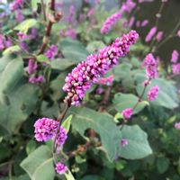 オオケタデ,オオケタデ（大毛蓼),雑草,道草,花のある暮らしの画像