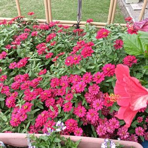 芝生,可愛い,癒される,花のある暮らし,綺麗の画像