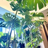 ストレリチア,ドラセナ,ハイビスカス,フィロデンドロン・セローム,モンステラの画像