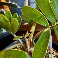 ザミア,メキシコソテツ,ザミア フルフラケア,ザミア属の画像