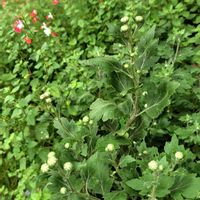 キク,キク,ミセバヤ,ミセバヤ,白菜の画像