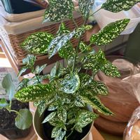 ヒポエステスの画像