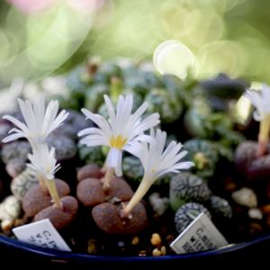 Conophytum obcordellum ursprungianum comptonii,Conophytum minimum wittebergense.,Conophytum minimum wittebergense klipfontein RR714 MG2227,C.pellucidum ssp. neo. 'Makin's plum' x C.pellu-neo,Conophytum pellucidum ssp. pellucidum neo. 'Makin's plum' × C. pellu-neo.の画像