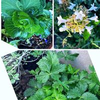 キャベツ,秋の訪れ,GSに感謝。,人に優しく,小さな庭の画像