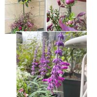 月桂樹,アメジストセージ,真珠の木,寄せ植え,花のある暮らしの画像