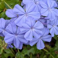 アメリカンブルー,プルンパーゴ(ルリマツリ),ルリマツリ(プルンパーゴ),布袋葵(ホテイアオイ),エボルブルス(アメリカンブルー)の画像