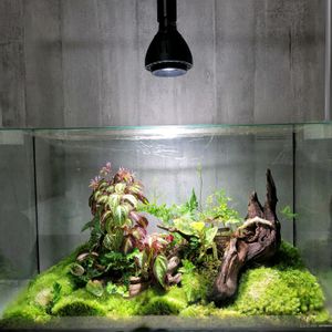 ジュエル・オーキッド,苔テラリウム,ソネリラ,小さな庭の画像