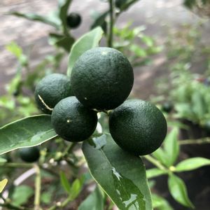 マンション,柑橘,玄関アプローチの画像