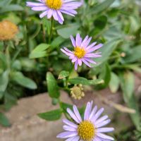 シオン,ベロニカ,オステオスペルマム,サフィニア,クリの画像