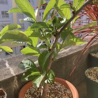 バオバブ,アダンソニア・ディギタータ,観葉植物,実生,アダンソニア属の画像