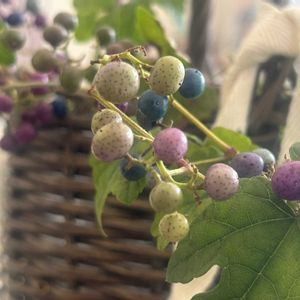 小菊,ジュズサンゴ,ノブドウ,リビング,実りの秋の画像