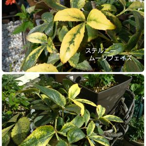 ユーフォルビア ブラックバード,クリスマスローズ  ステルニー ロッキーズ,クリスマスローズ スノーフィーバー,ベロニカ インカナ シルバーシー,クレマチス歩々の画像