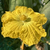 ヘチマ,ヘチマ,セセリ蝶,蝶々,花壇の画像