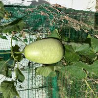 ユウガオの画像