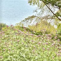 フジバカマ,フジバカマ,トクサ,トクサ,ししおどしの画像