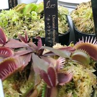 ハエトリソウ,観葉植物,食虫植物の画像