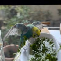 カシワバアジサイ,バラ,豆苗,薔薇,バラ　ブルーグラビティの画像