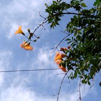 ノウゼンカズラの画像