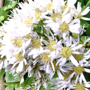 ゴーヤ,シオン,シオン,ミニトマト,グリーンカーテンの画像