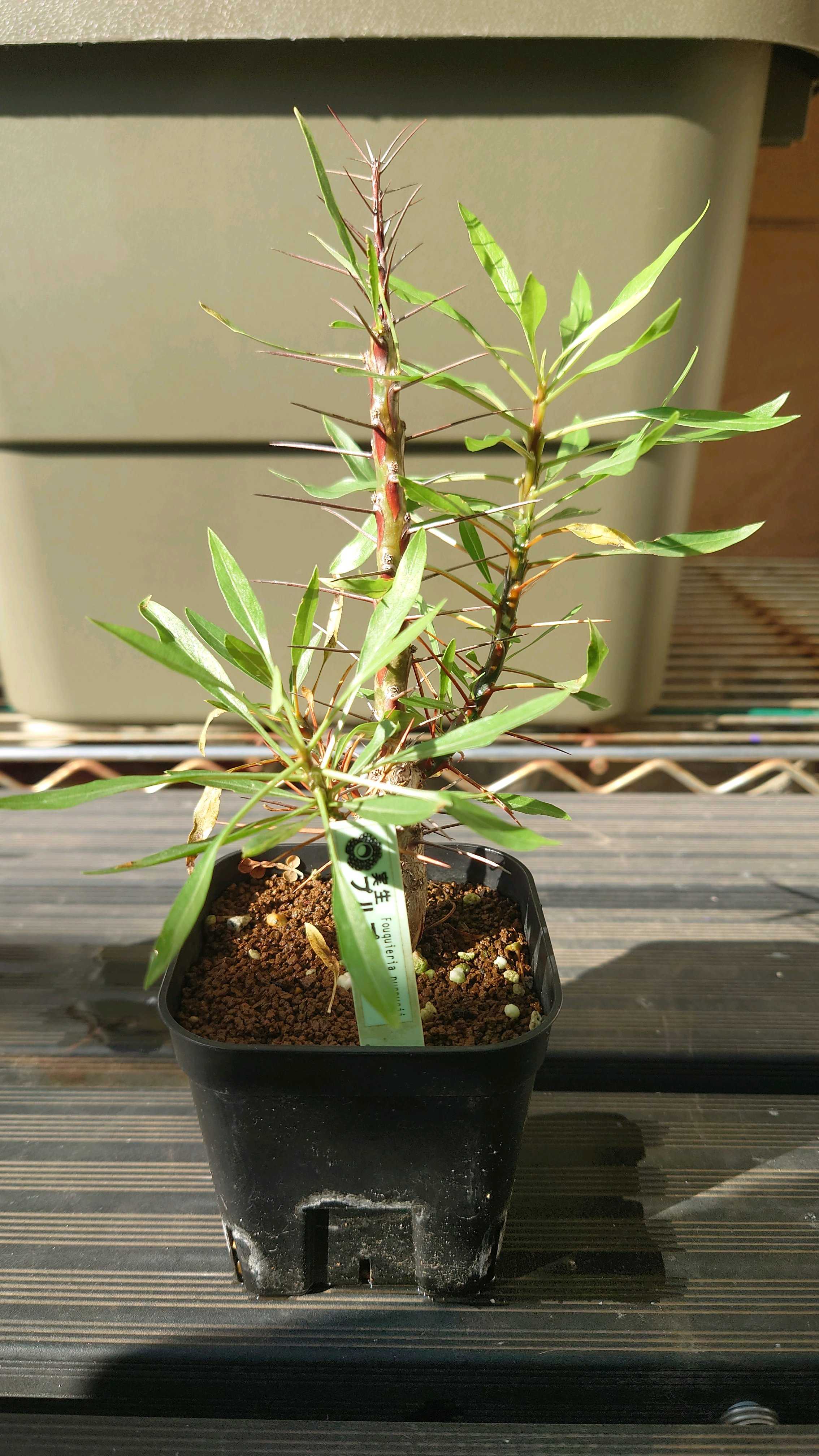 フォークイエリアの一覧｜🍀GreenSnap（グリーンスナップ）