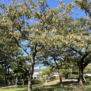 ネムノキ,散歩,松本城,松本市の画像