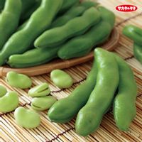 野菜,ソラマメ,種から,種から育てる,サカタのタネの画像