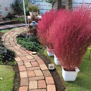 地植え,お花好き,すてき…♡,自己流ガーデニング,お花のある暮らし✩︎⡱の画像