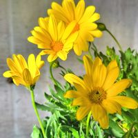 オステオスペルマム,キララ,ボンザマーガレット,北海道,冬越しの画像