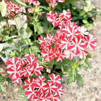 宿根バーベナの画像