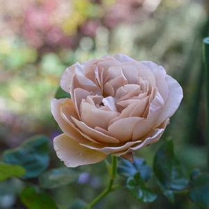 ハオルチア オブツーサ,ミニバラ コーヒーオベーション,バラ カフェラテ,バラ わかな,ヒューケラドルチェ スウィートプリンセスの画像