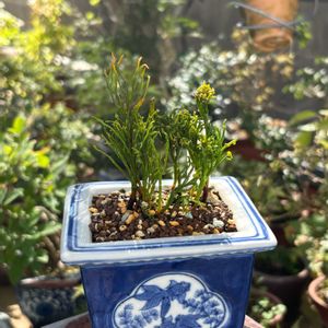 マツバラン,盆栽,鉢植え,シダ植物,ミニ盆栽の画像