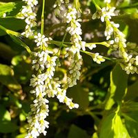 アイ,白い花,白い花♪,おうち園芸,つぼみに魅せられての画像