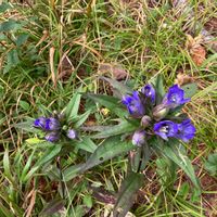 アキノキリンソウ,ホタルブクロ,オヤマリンドウ,ナナカマドの赤い実,山野草の画像