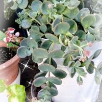 セッコク,デンドロビウム,ハナキリン,ミセバヤ,ヨメナの画像