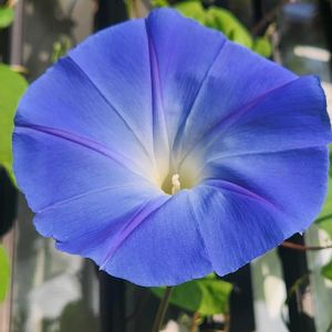 西洋朝顔＊ヘブンリーブルー,西洋朝顔＊ヘブンリーブルー,グリーンカーテン,玄関横,可愛い❤の画像