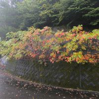 サルナシ,ヌルデ,ヤマウルシ,風景,ウルシ科の画像