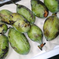 ポポー,二度寝？！の画像