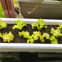 サニーレタス,ガーデニング,ボタニカルライフ,お庭の植物,花のある暮らしの画像