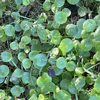 ウォーターマッシュルームの画像