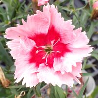 セキチク,鉢植え,庭の画像