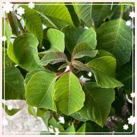 トマト,プリンセチア,種蒔き,野菜作り,復興祈願の画像