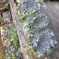 シャビアナ,寄せ植え,地植え,フリル,多肉植物のある暮らしの画像