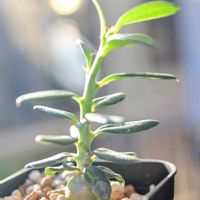 パキポディウム・ビスピノーサム,パキポディウム ビスピノーサム,多肉植物,塊根植物,パキポディウム属の画像